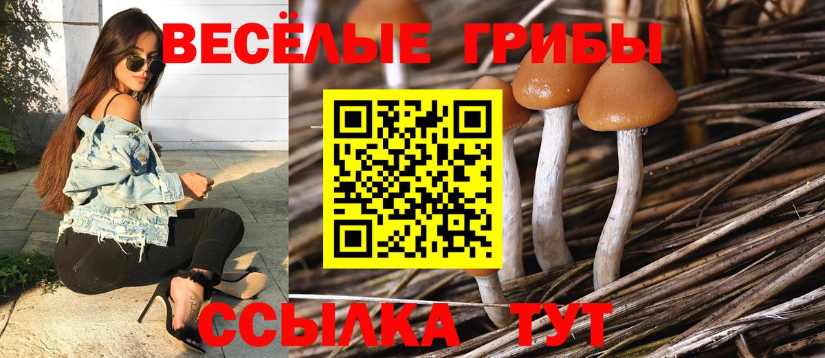 Псилоцибиновые грибы Psilocybe Назрань